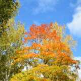 25_10_Autumn Ruissalo