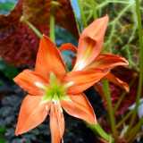 26_01_Kasvitieteellinen