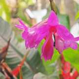 26_04_Kasvitieteellinen